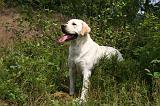 LABRADOR 1240